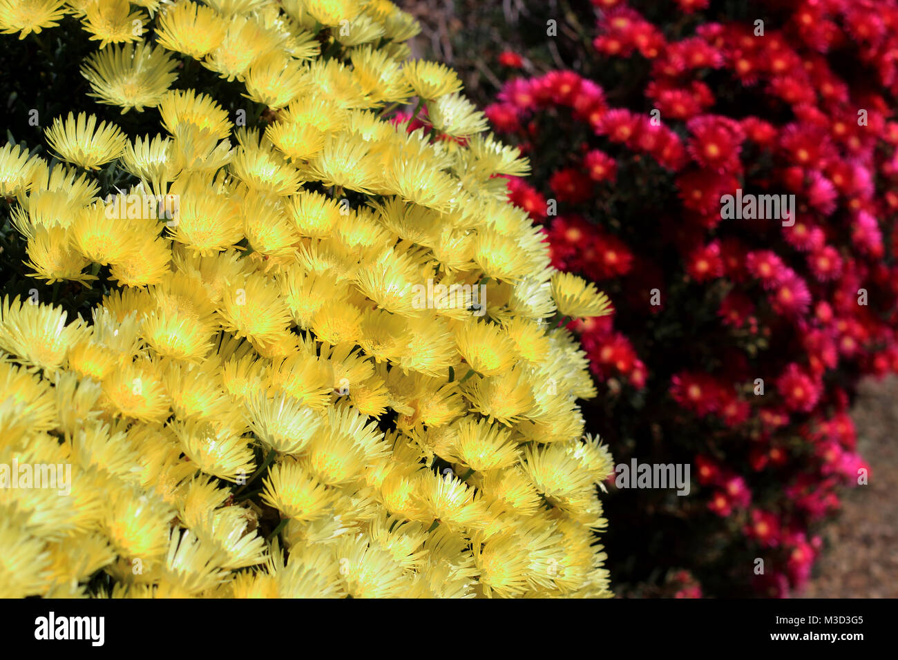 Red and yellow Pig face flowers or Mesembryanthemum, ice plant flowers, Livingstone Daisies in full bloom Stock Photo