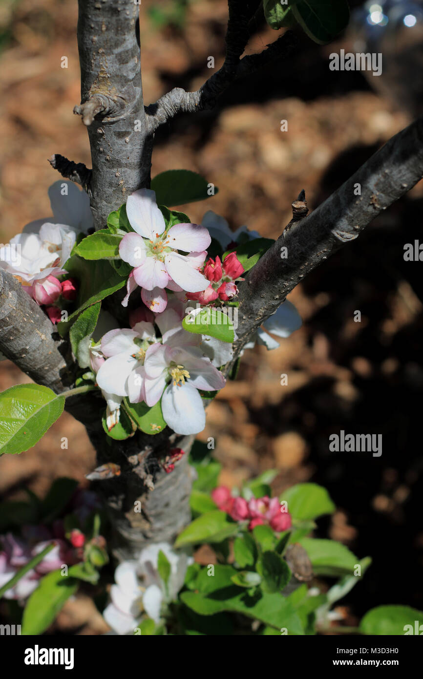 Apple Flower buds in full blooms during spring Stock Photo