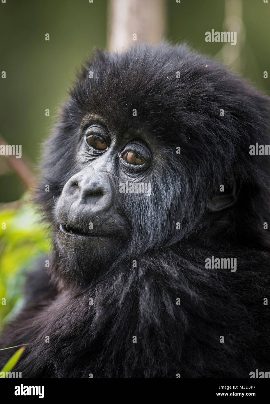 Mountain Gorilla (Gorilla beringei beringei) Stock Photo