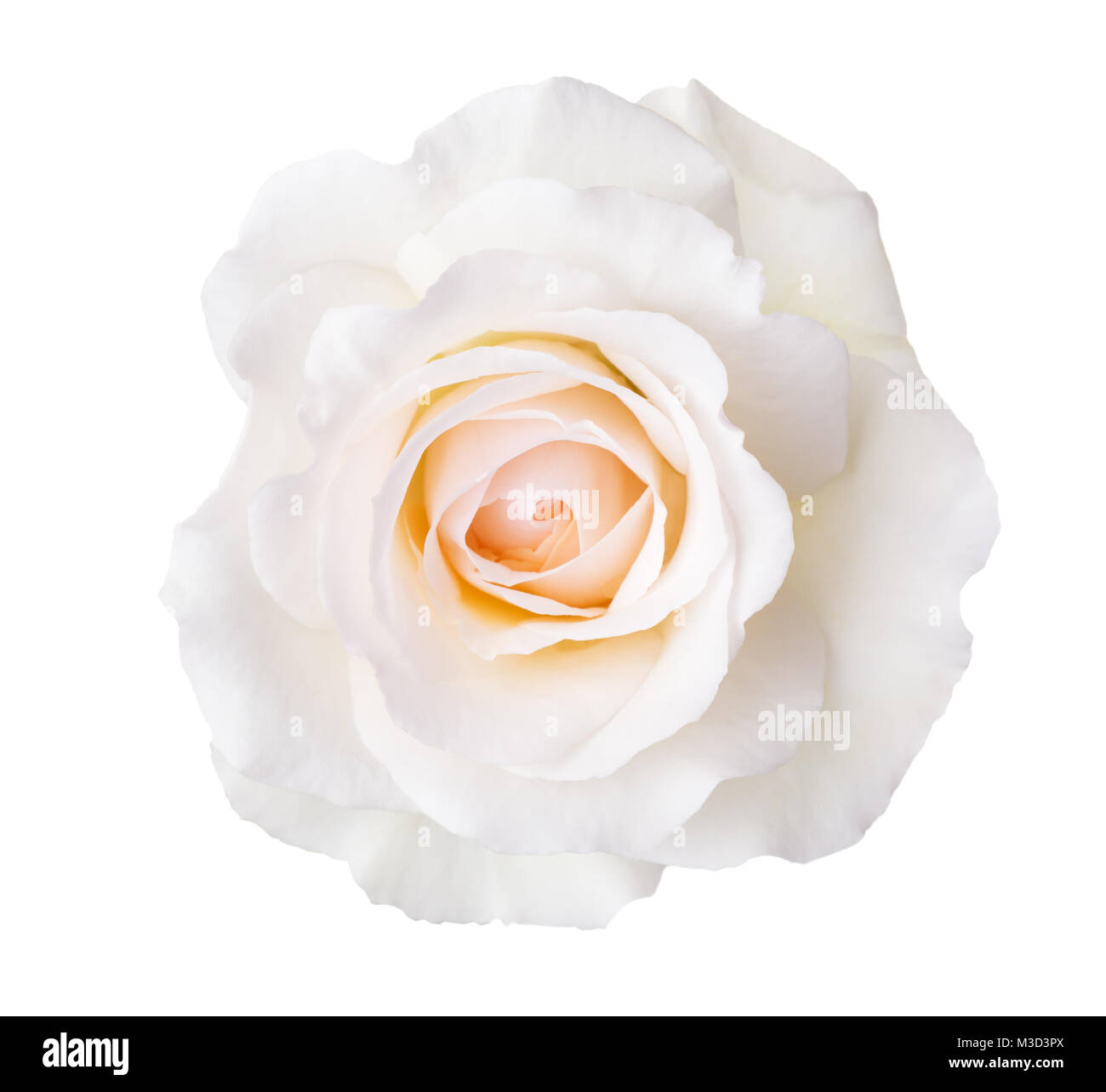Rose of cream color isolated on white background Stock Photo - Alamy