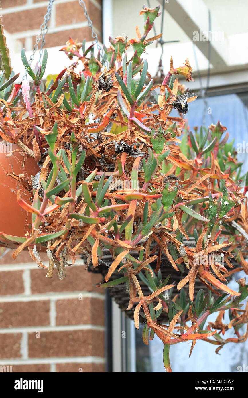 Dying Ice plant or also known as Carpobrotus edulis succulent growing in hanging basket Stock Photo