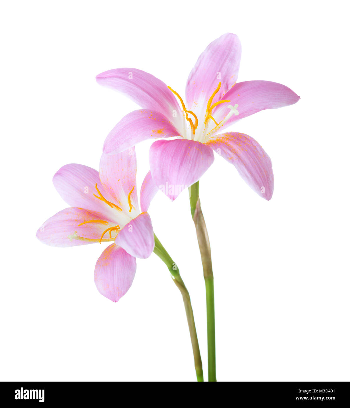 Two pink lilies isolated on a white background. Rosy Rain lily Stock Photo