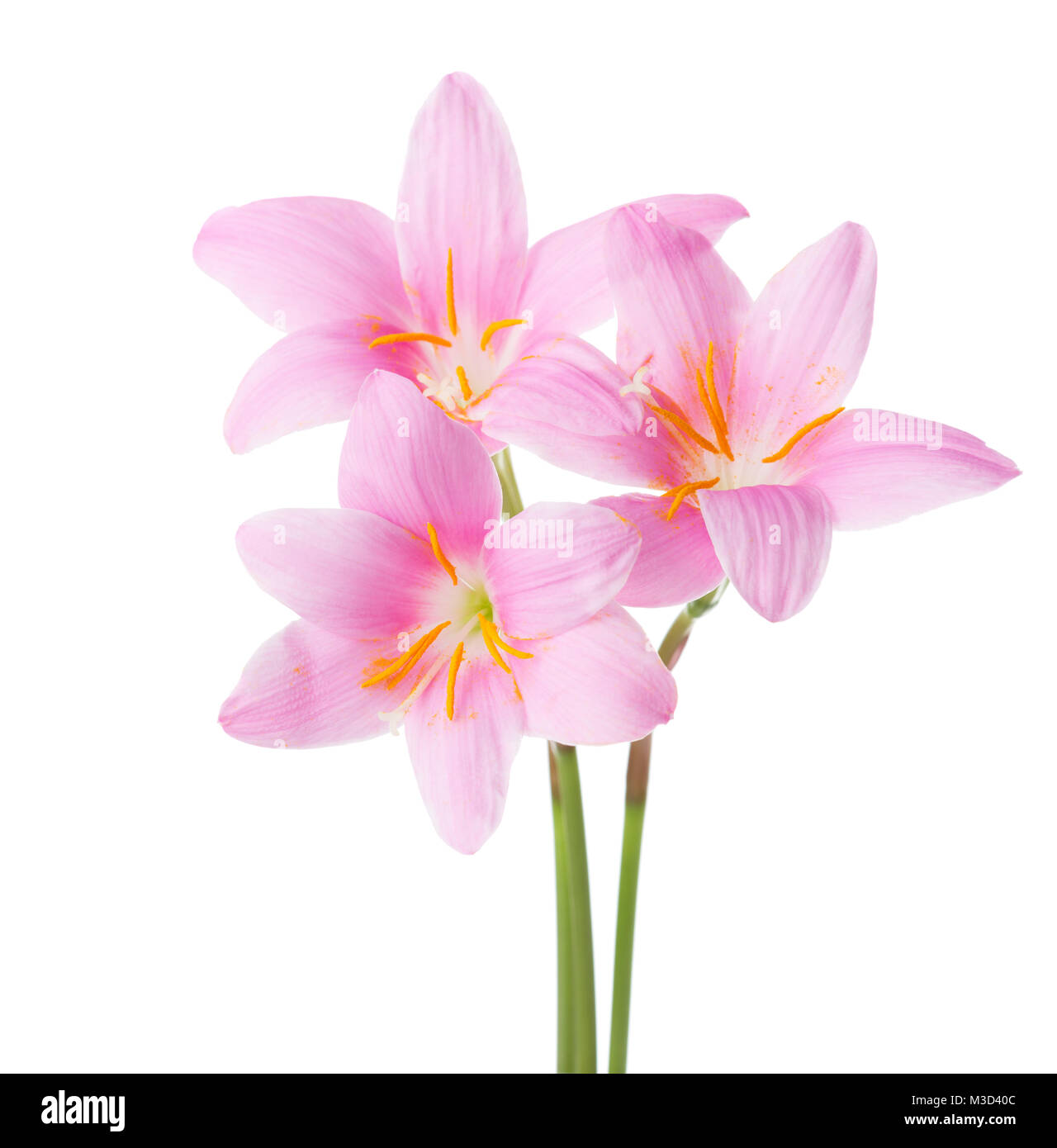 Three pink lilies isolated on a white background. Rosy Rain lily Stock Photo