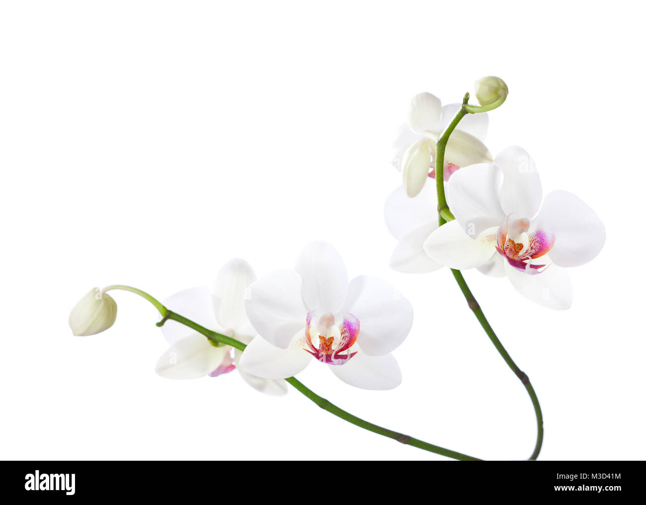 White and pink orchids isolated on white Stock Photo - Alamy