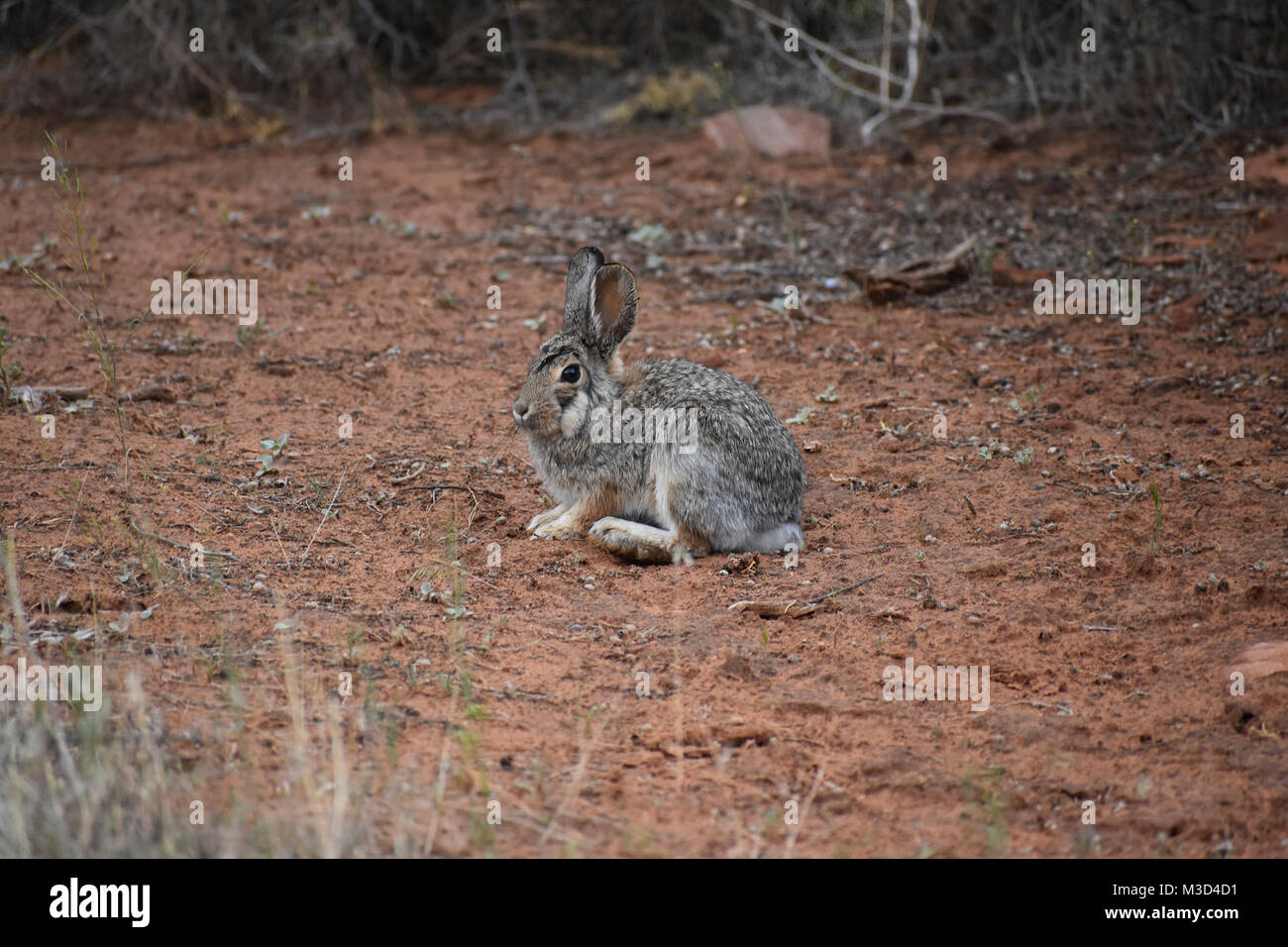 Desert Cottontail rabbit Stock Photo - Alamy