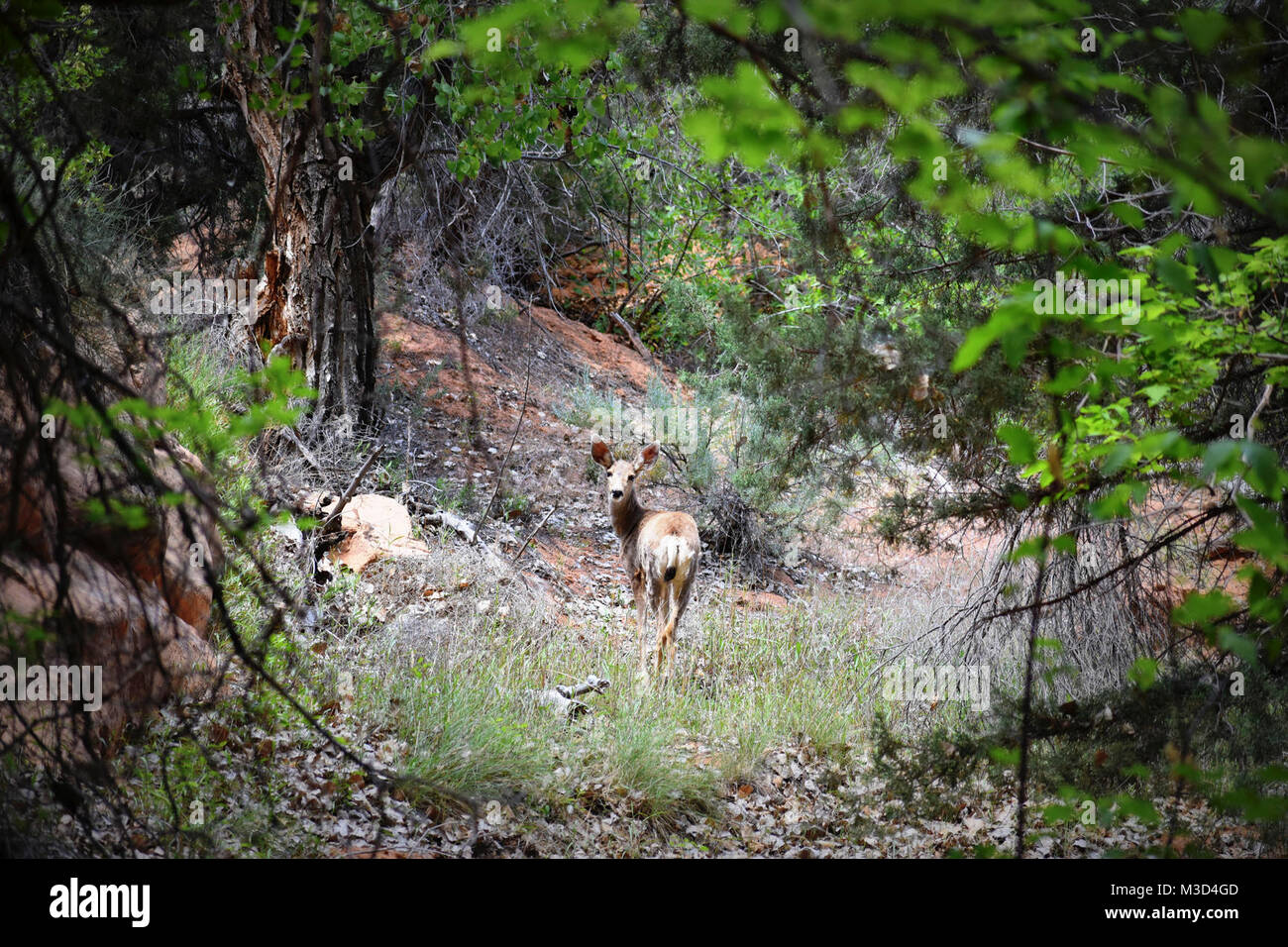 Mule Deer Stock Photo