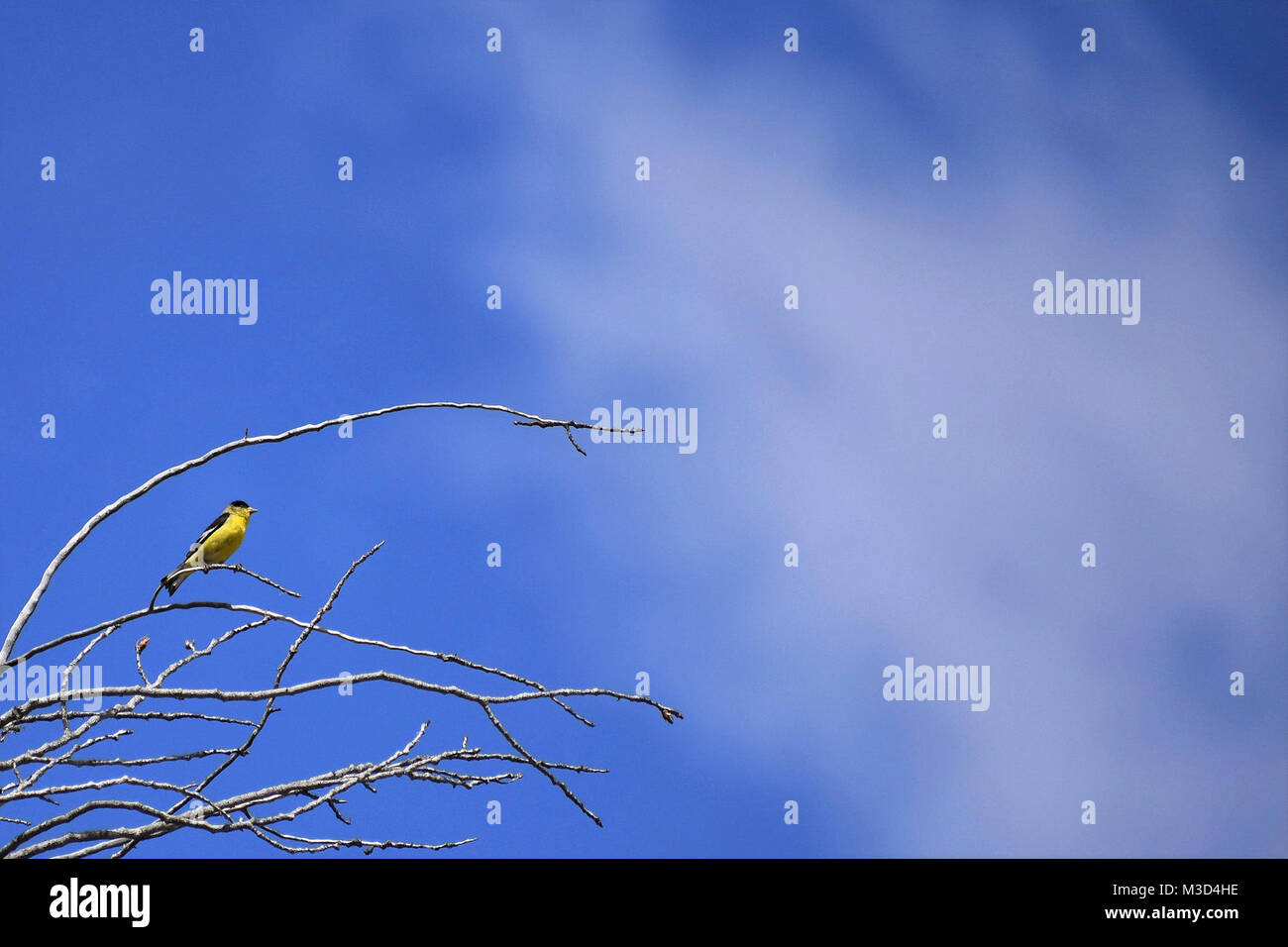 American Gold Finch perched Stock Photo