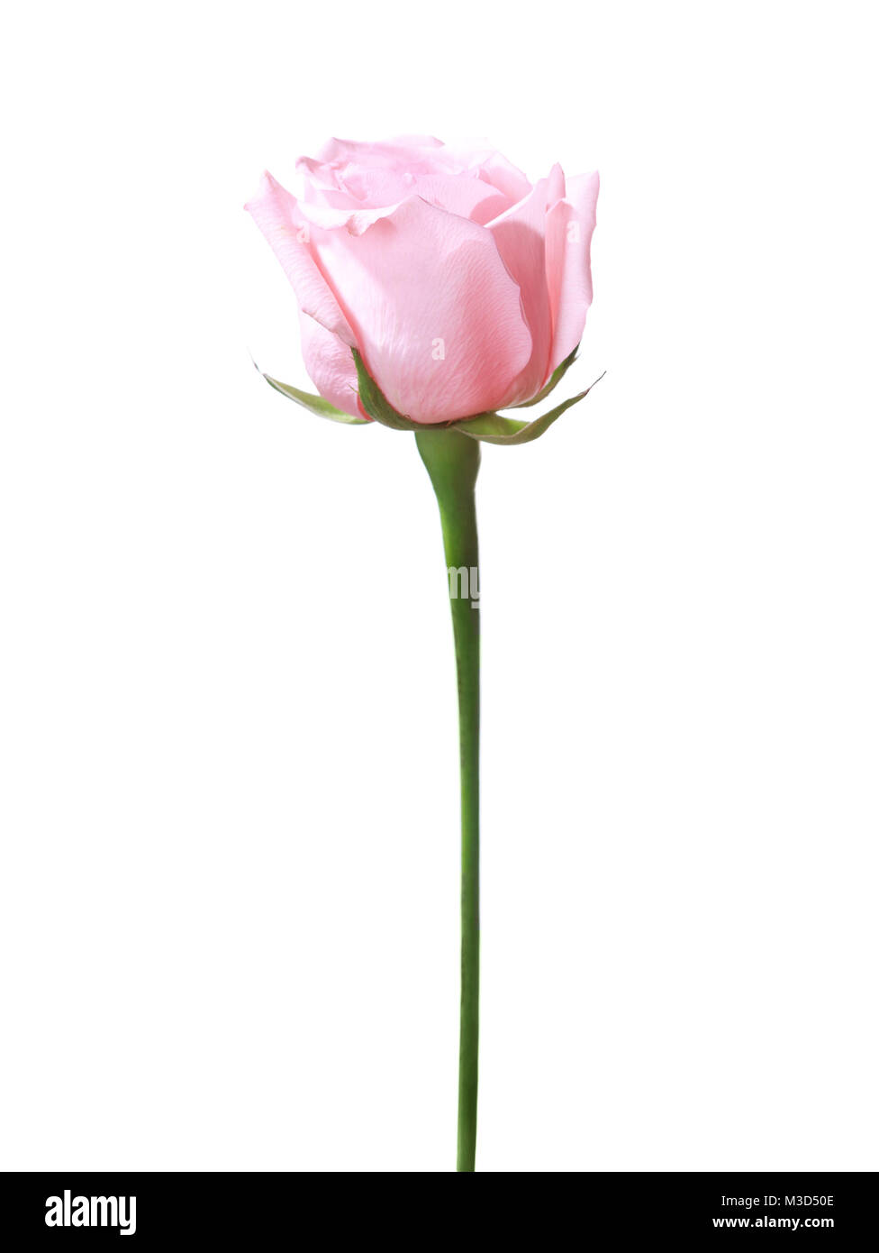 Light pink rose isolated on white background Stock Photo - Alamy