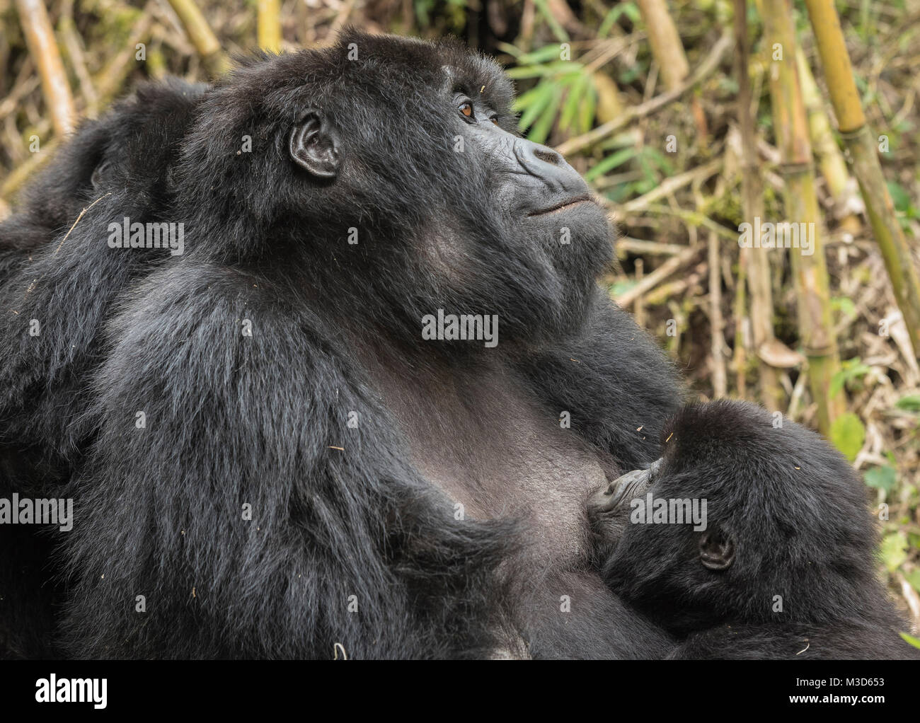Mother and baby Mountain Gorilla (Gorilla beringei beringei) Stock Photo