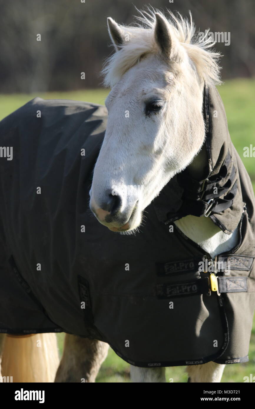 Horse Wearing A Winter Coat Hi res Stock Photography And Images Alamy horse-wearing-a-winter-coat-hi-res-stock-photography-and-images-alamy