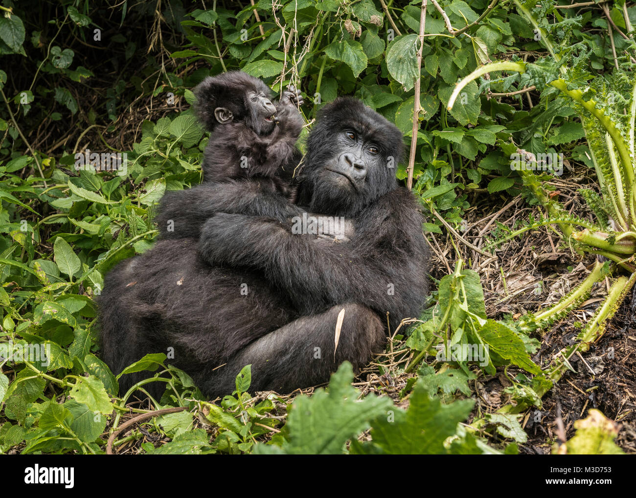 Mother and baby mountain gorilla, Sabyinyo Group, Rwanda Stock Photo