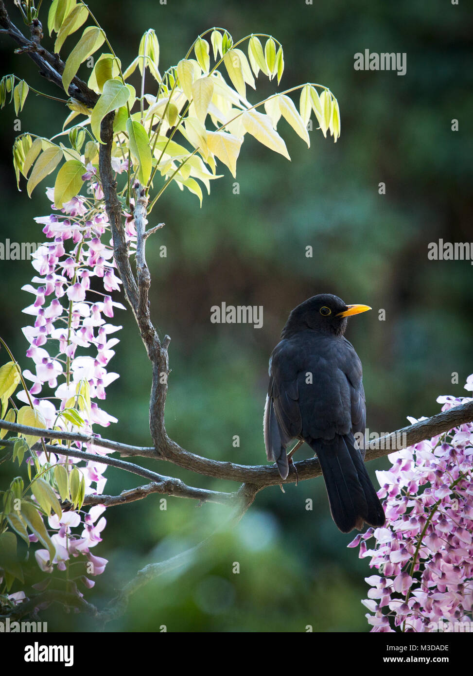 An adult blackbird photographed sitting on a pink flowering vine during the summer in the south of France. Stock Photo