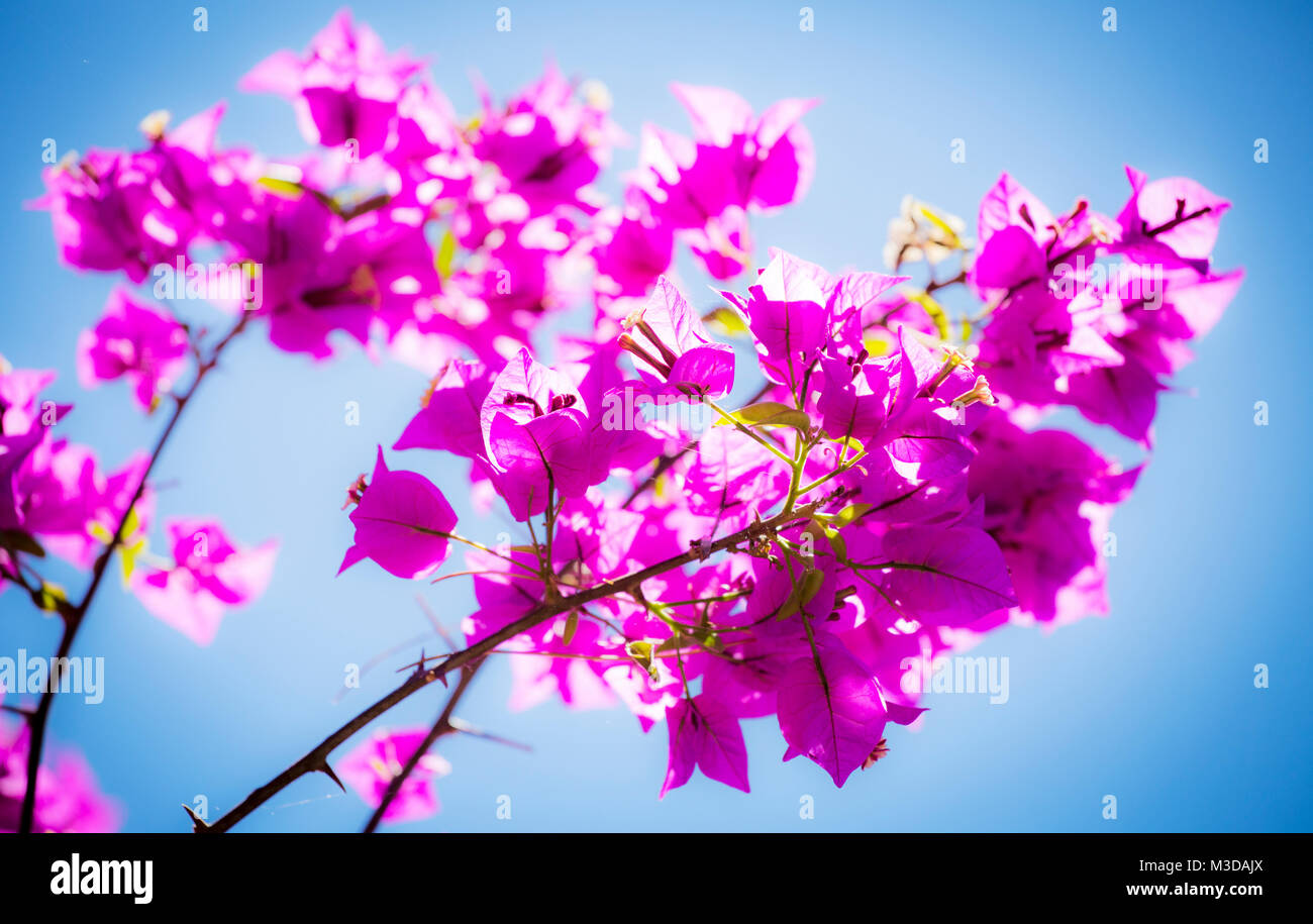 A close up photograph of pink bougainvillea set against a bright blue sky. Stock Photo