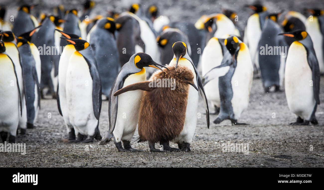 A group of adult king penguins with a juvenile taken on Salisbury Plain, South Georgia. Stock Photo