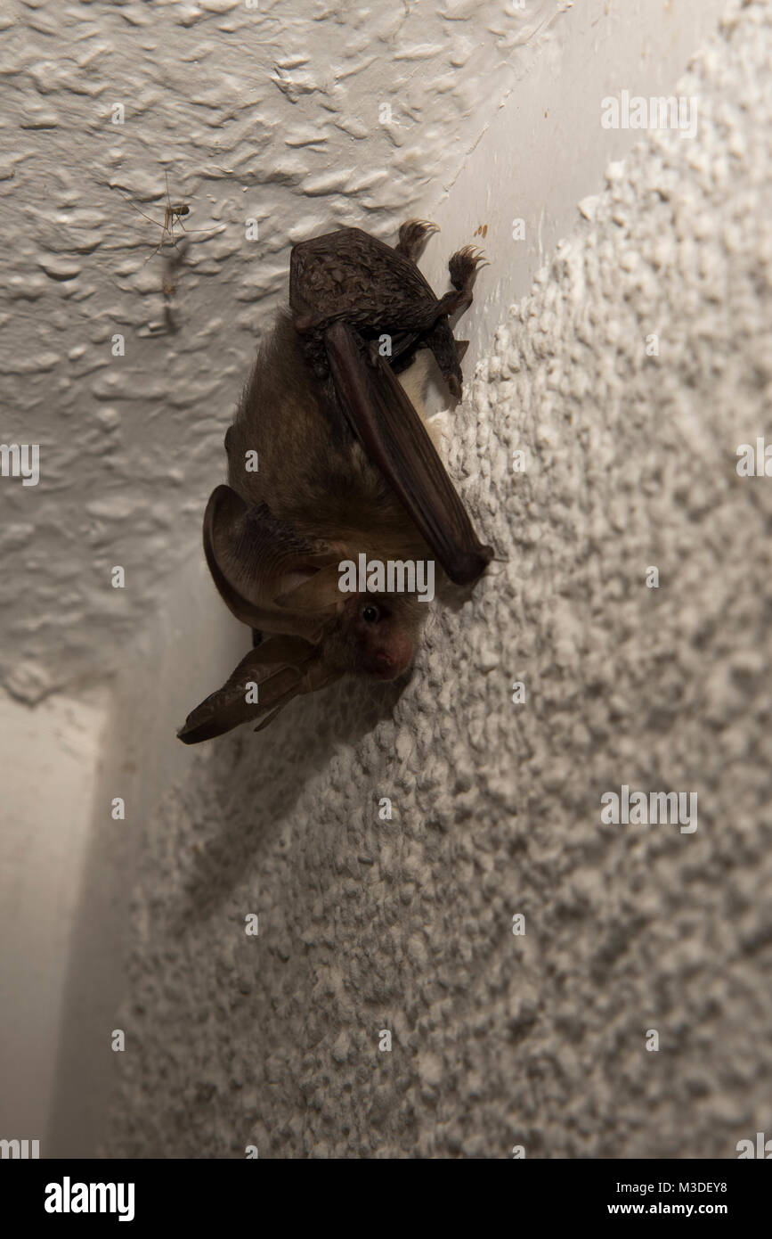 Brown Long-Eared Bat resting at twilight in a house just at the edge of a forest in Lehnin, Germany.  Ein Braunes Langohr rastet inder Abenddämmerung  Stock Photo