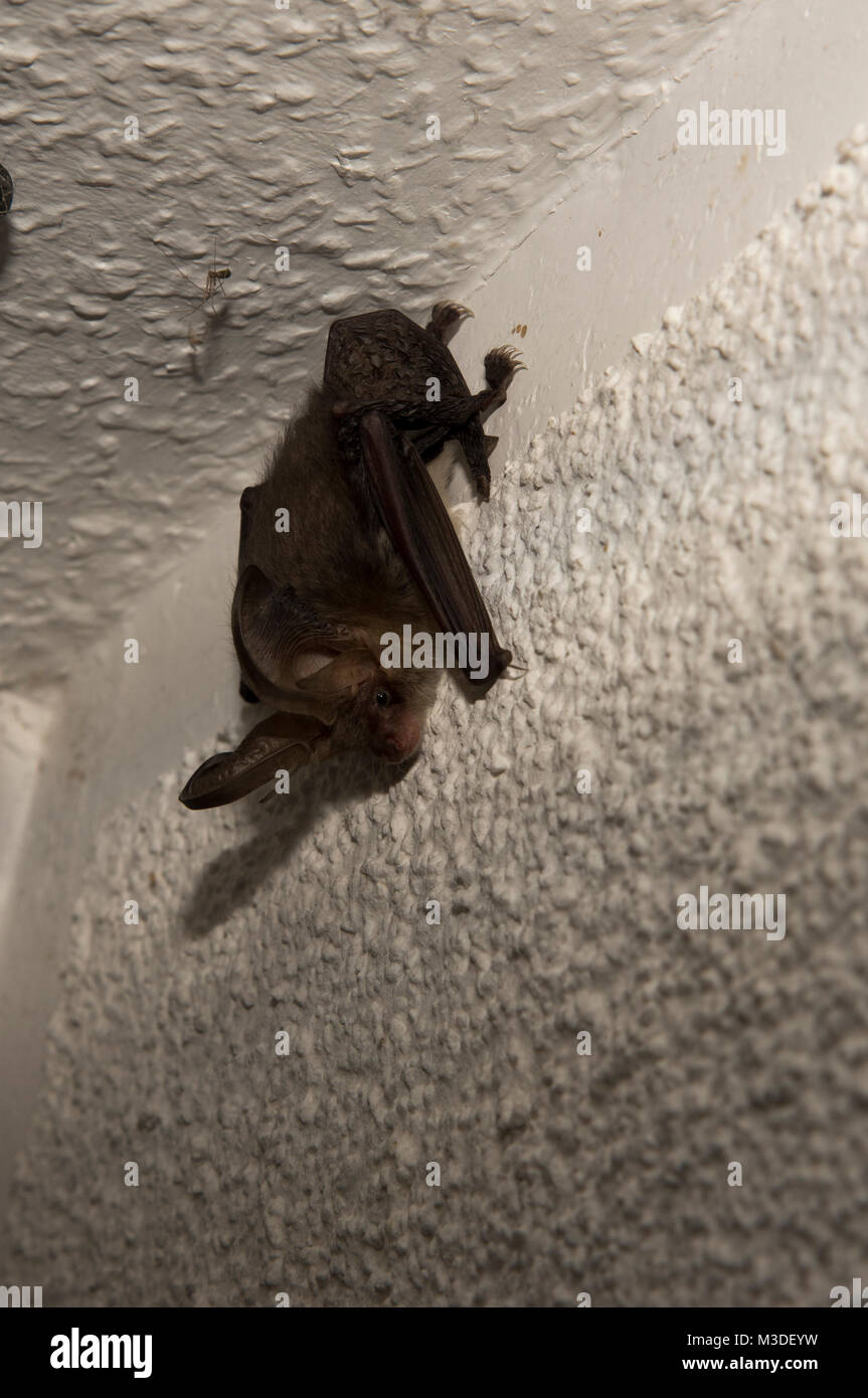 Brown Long-Eared Bat resting at twilight in a house just at the edge of a forest in Lehnin, Germany.  Ein Braunes Langohr rastet inder Abenddämmerung  Stock Photo