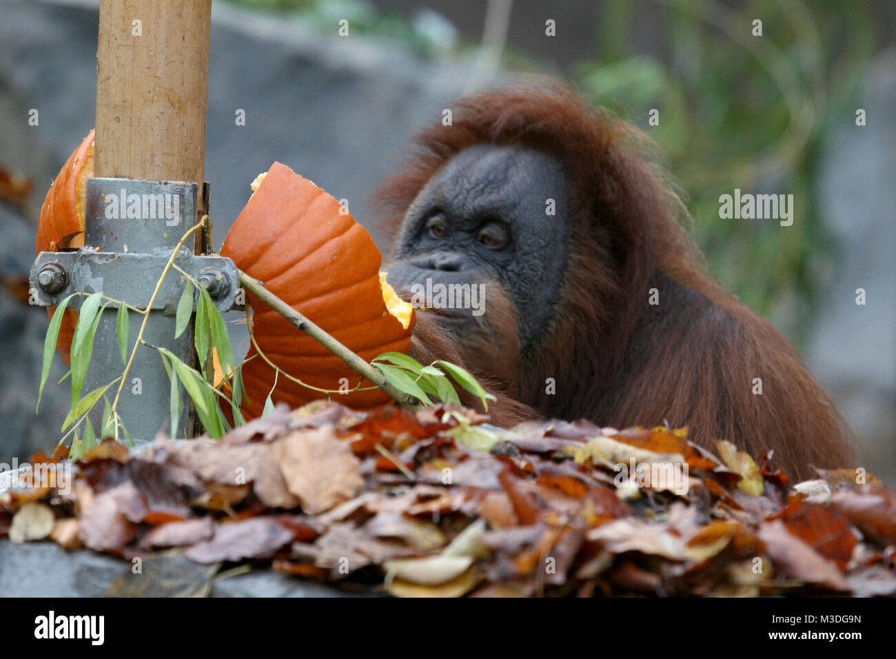 Halloween Fruehstueck Im Orang Utan Haus Hagenbeck Hamburg Stock