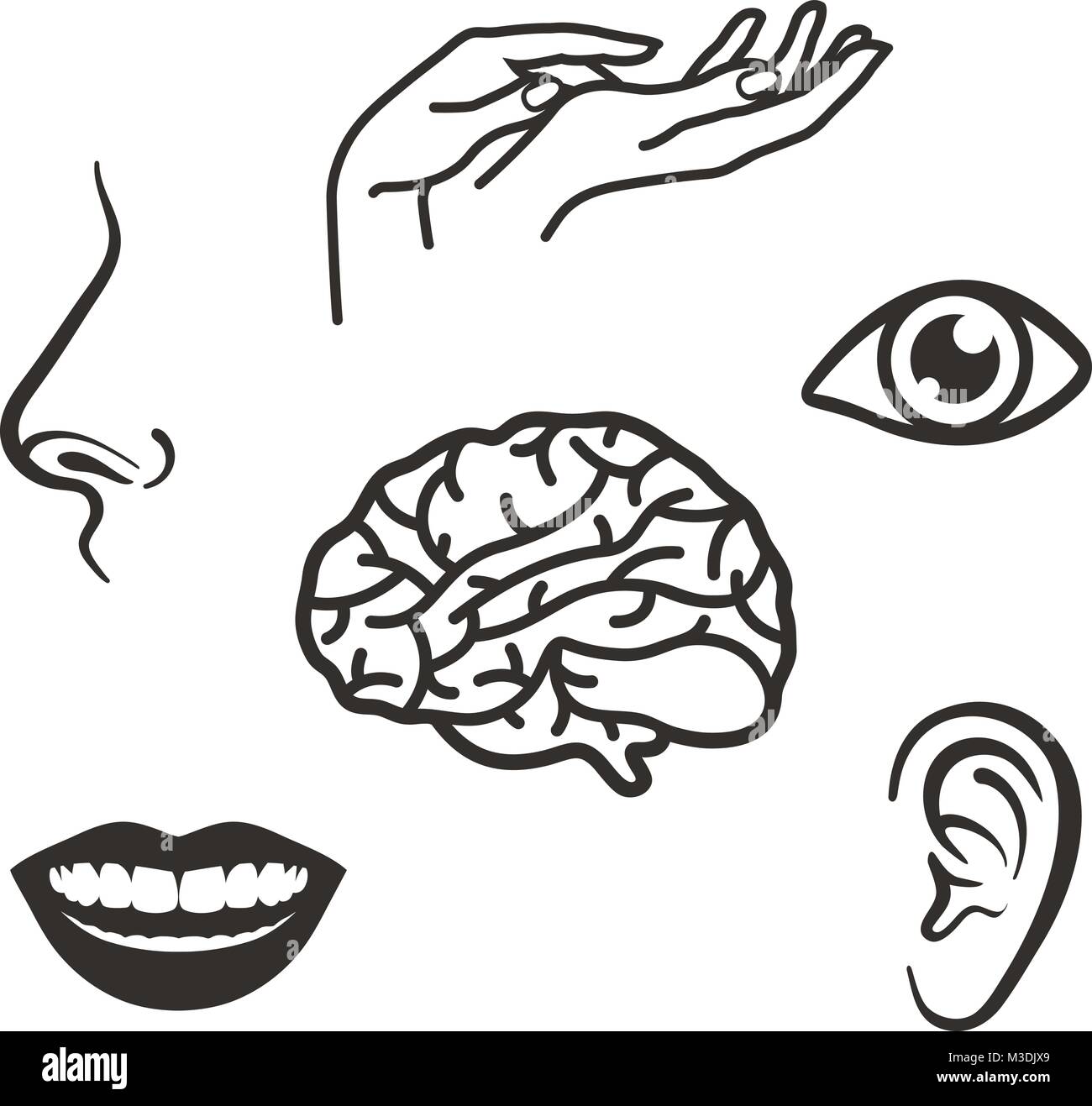 parts of the face and body of the five senses Stock Vector