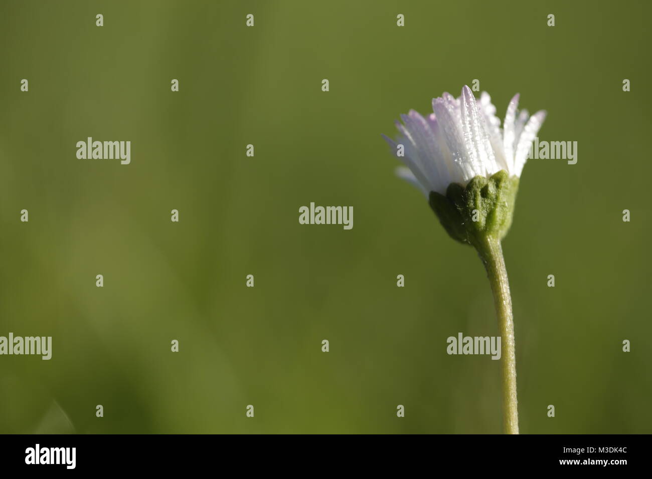 Daisy with dew drops Stock Photo - Alamy
