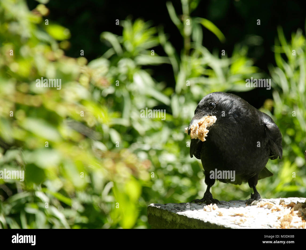 Common crow eats bread Stock Photo Alamy