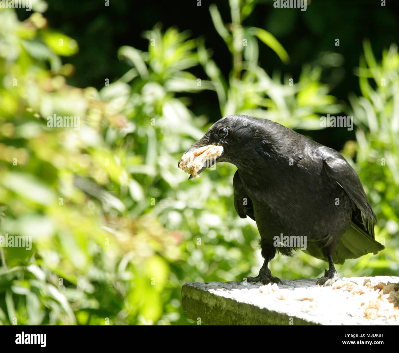 Common crow eats bread Stock Photo Alamy