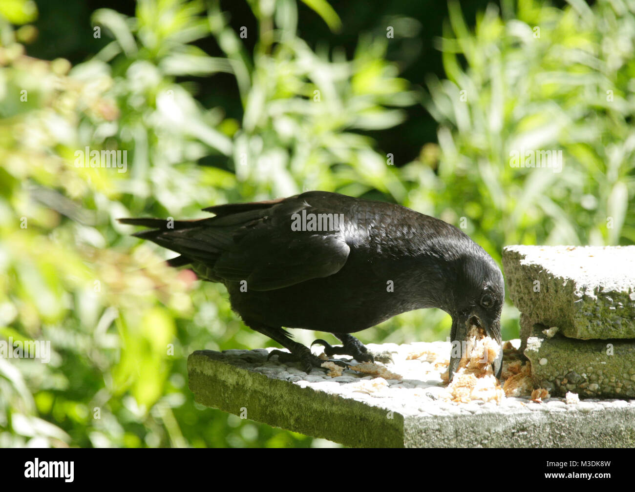 Common crow eats bread Stock Photo Alamy