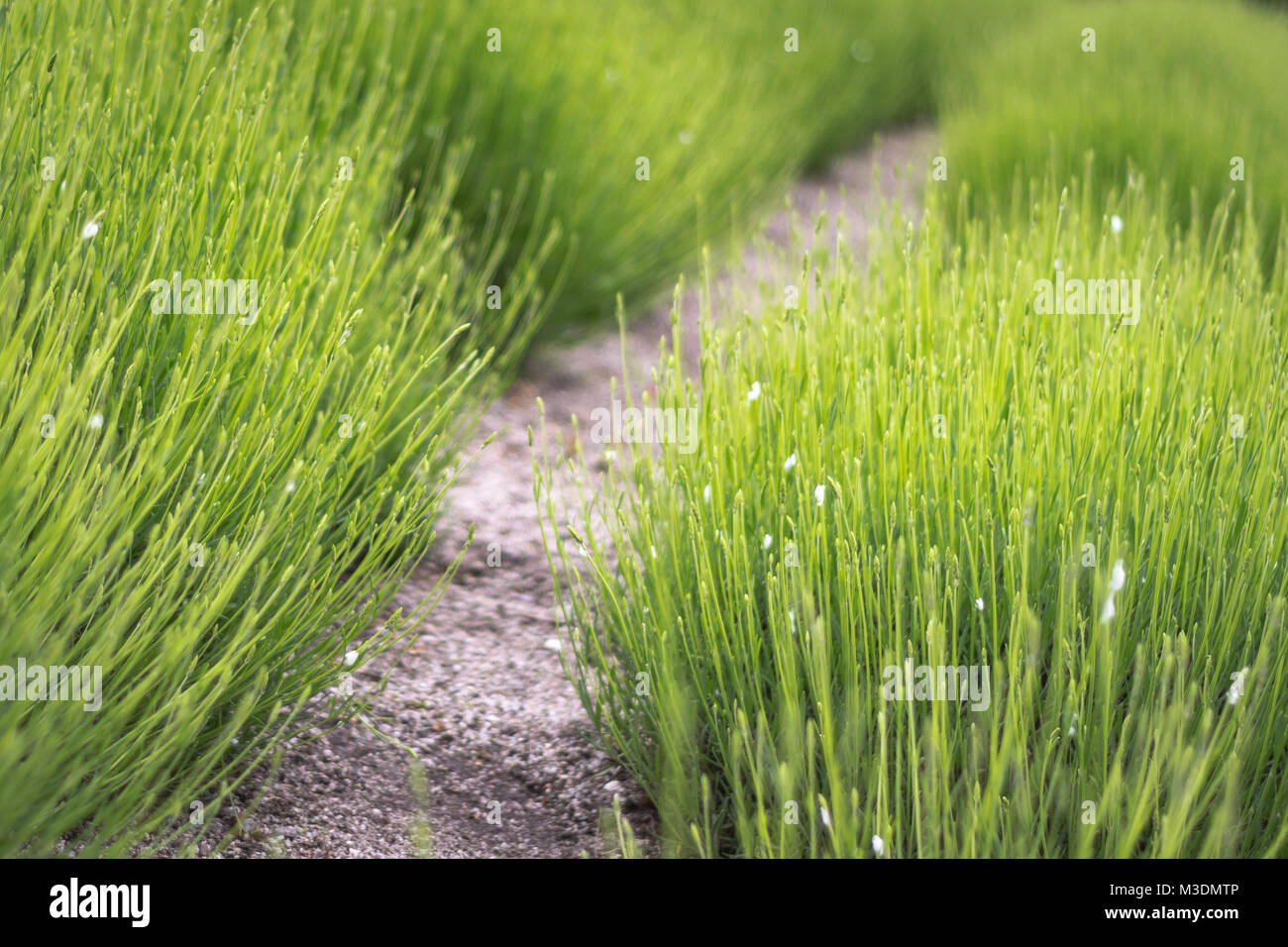 Lush green grass background image stock photo alamy