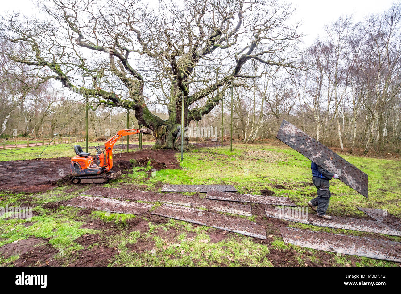 Ground work too protect the ancient Major Oak tree in Sherwood forest. Stock Photo