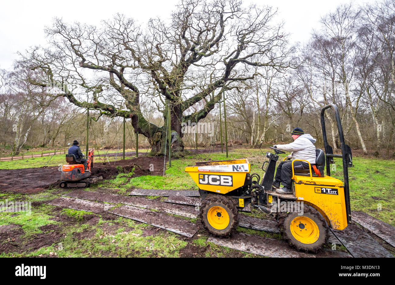 Ground work too protect the ancient Major Oak tree in Sherwood forest. Stock Photo