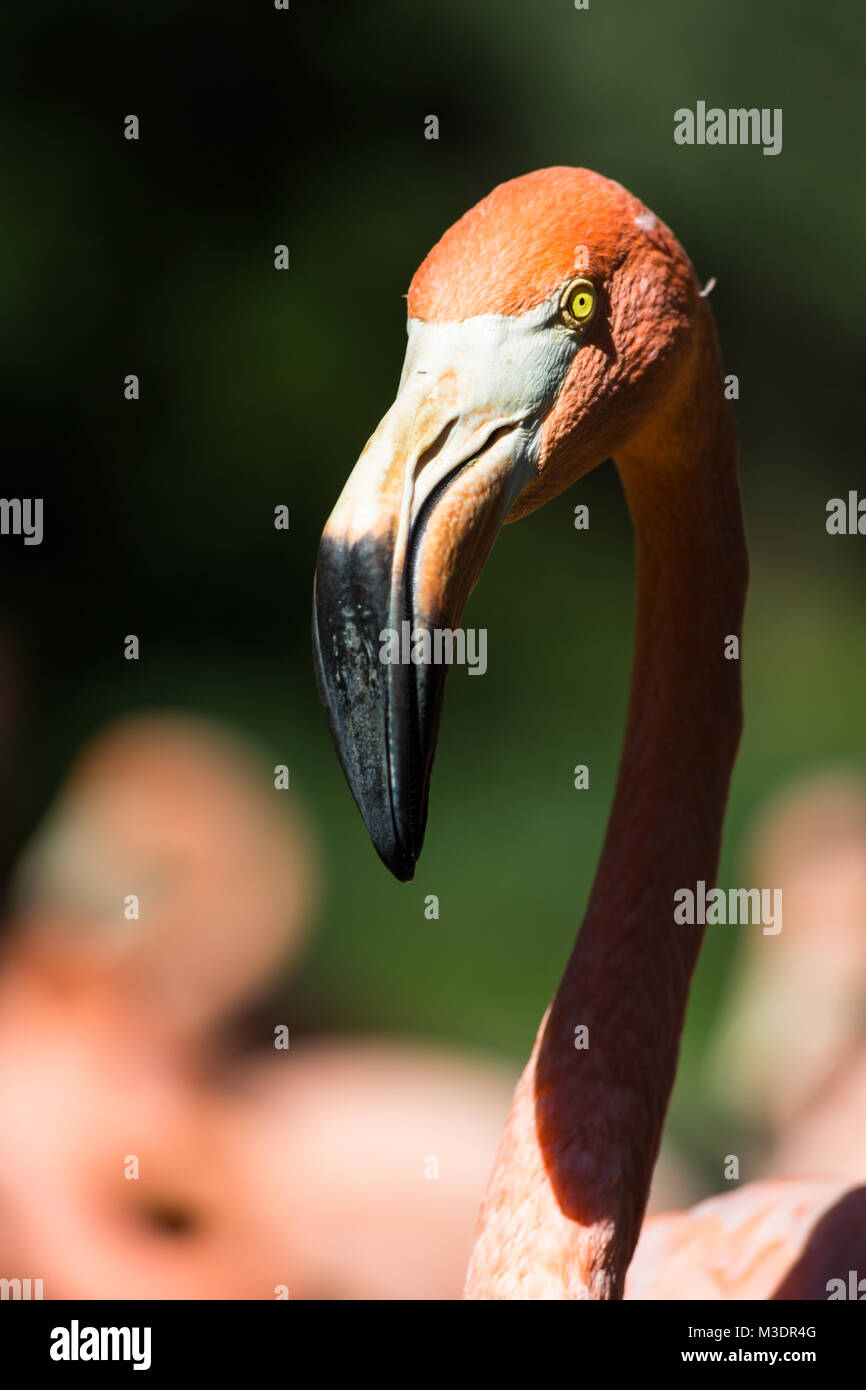 A View Of Greater Flamingo (Phoenicopterus Roseus Stock Photo - Alamy