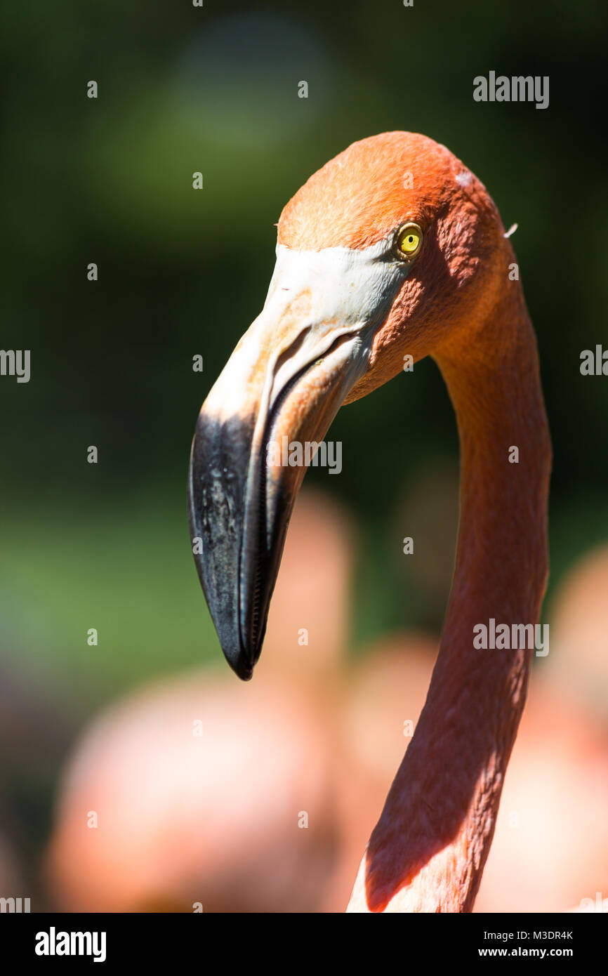A view of Greater flamingo (Phoenicopterus roseus) Stock Photo