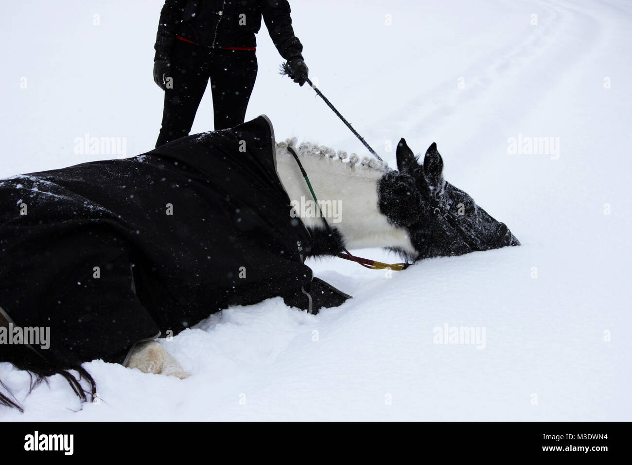 piebald mare in the fresh air in winter while walking through the