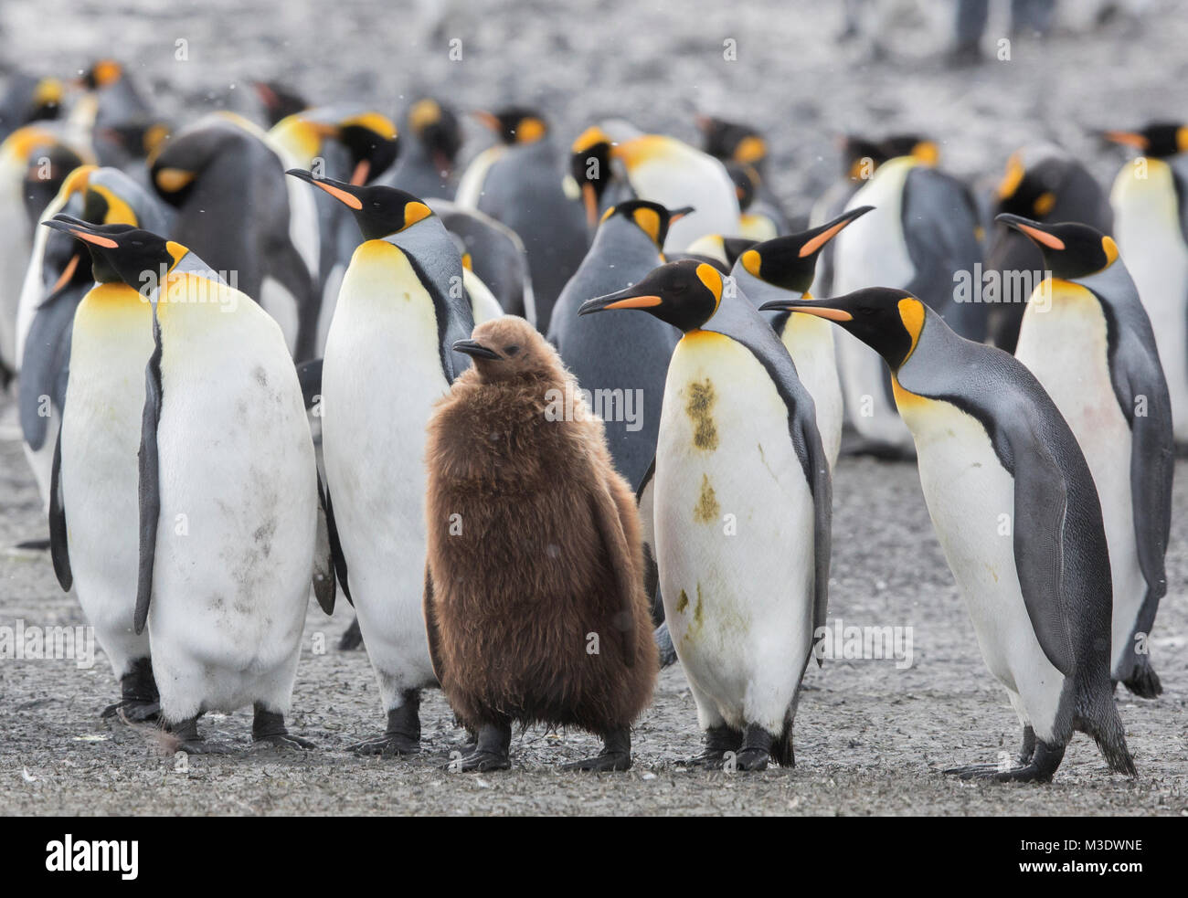 A group of adult king penguins standing next to a juvenile penguin on