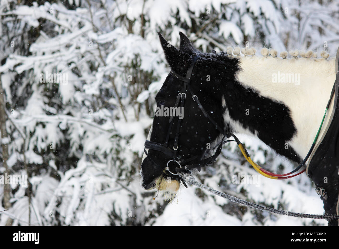 piebald mare in the fresh air in winter while walking through the