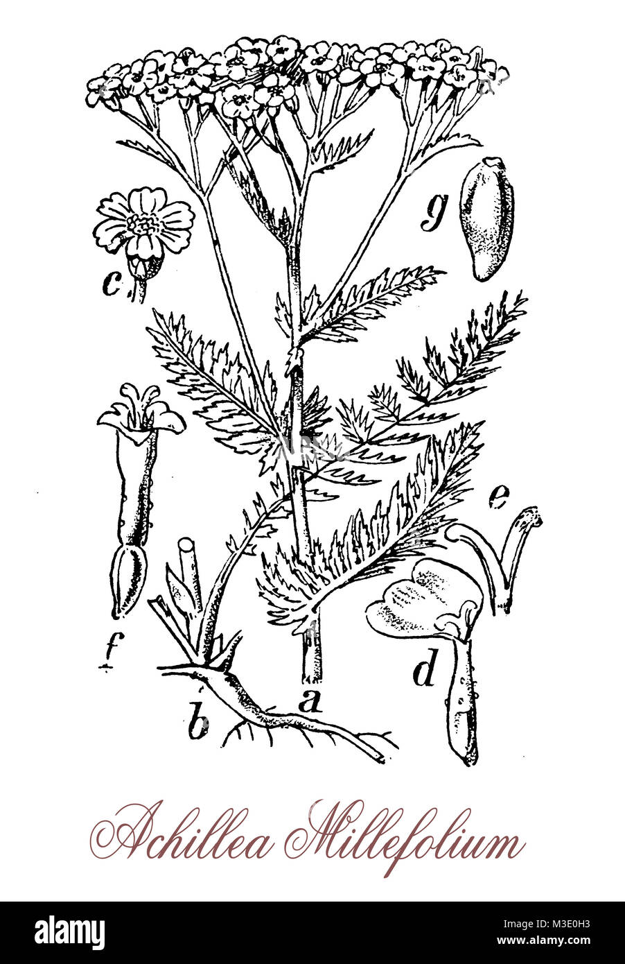 vintage engraving of achillea millefolium or yarrow , flowering plant used in landscaping and in traditional medicine as astringent. Stock Photo