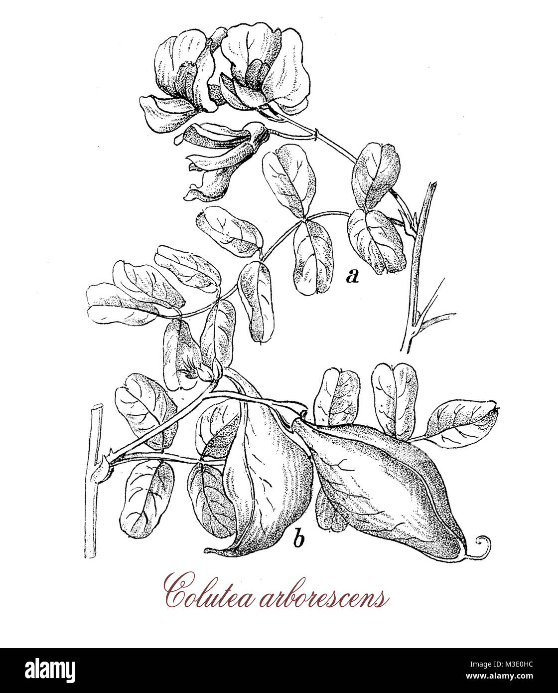 vintage engraving of colutea arborescens, shrub with pea-like flowers used in landscaping against erosion in dry soils Stock Photo