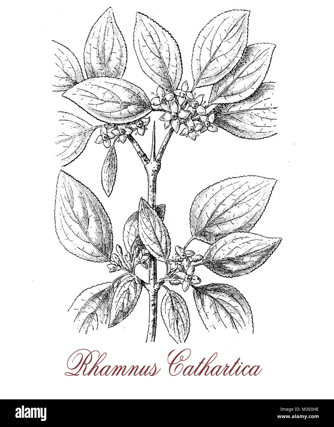 vintage engraving of common buckthorn or rhamnus cathartica, spiny shrub with black berries,  the plant is mildly poisonous, the bark has purgative effect. Stock Photo