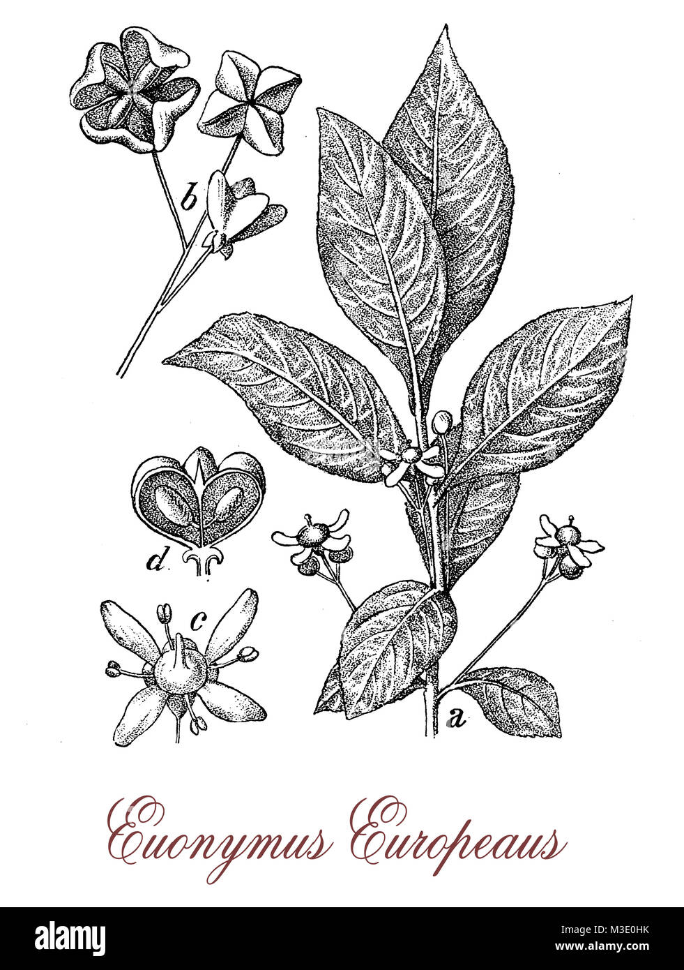 vintage engraving of European spindle or Euonymus Europaeus, ornamental plant with poisonous red-purple fruits Stock Photo