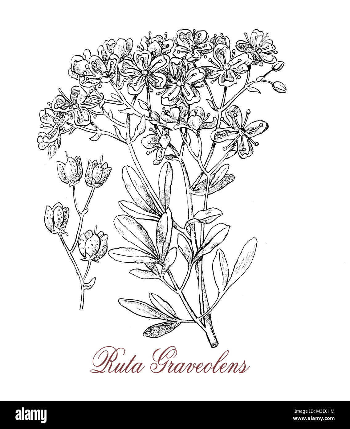 vintage engraving of ruta graveolens, medicinal herb from Balkan peninsula used in East Italy to flavor grappa. Stock Photo