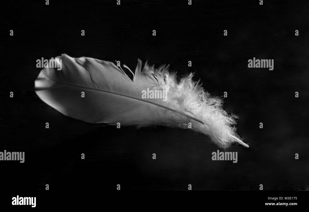Closeup of white feather in black background Stock Photo
