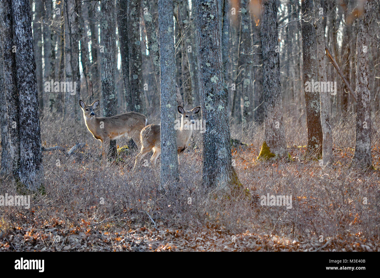 Two Whitetail Deer Standing in the Woods Stock Photo