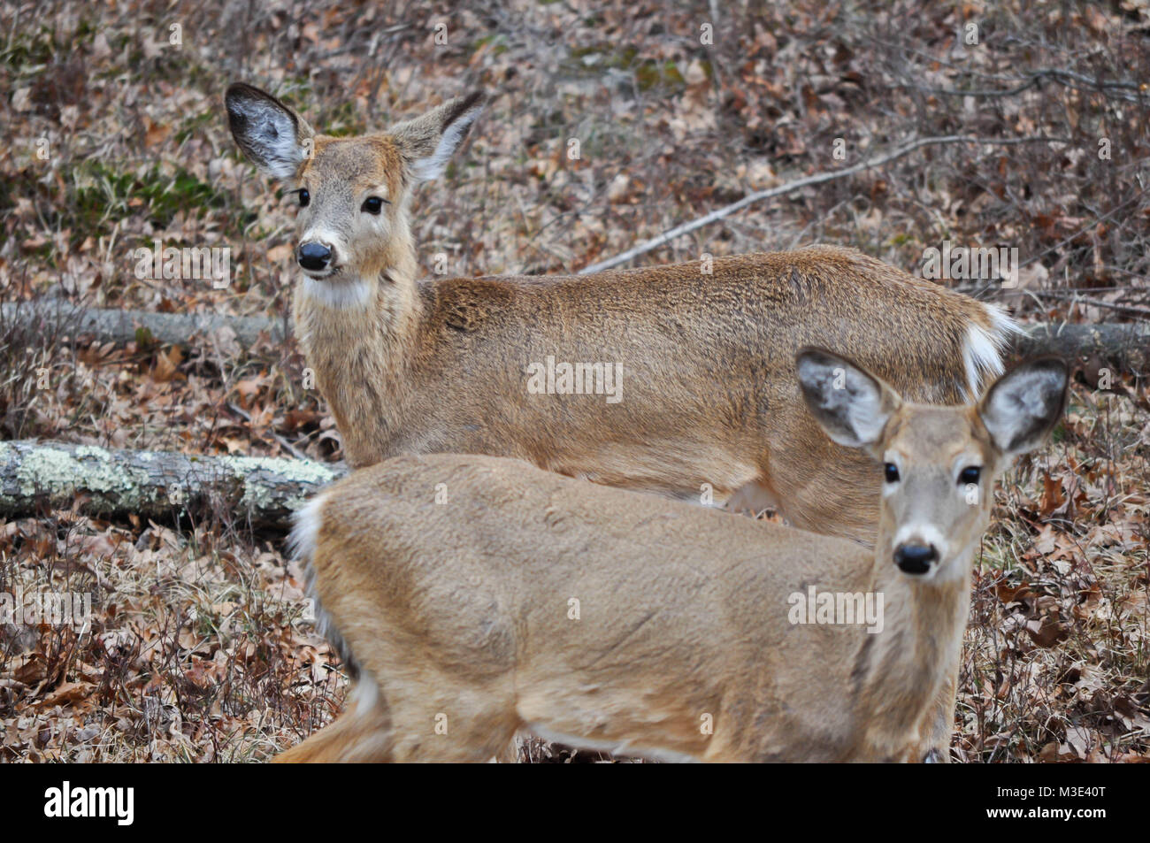 Two Young Whitetail Deer Stock Photo