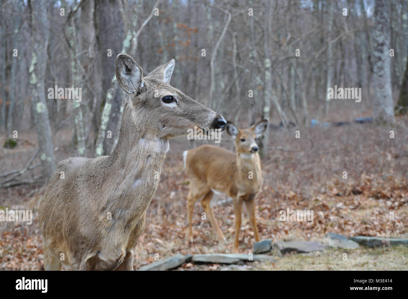 Mother Whitetail Doe Deer with Her Young Stock Photo