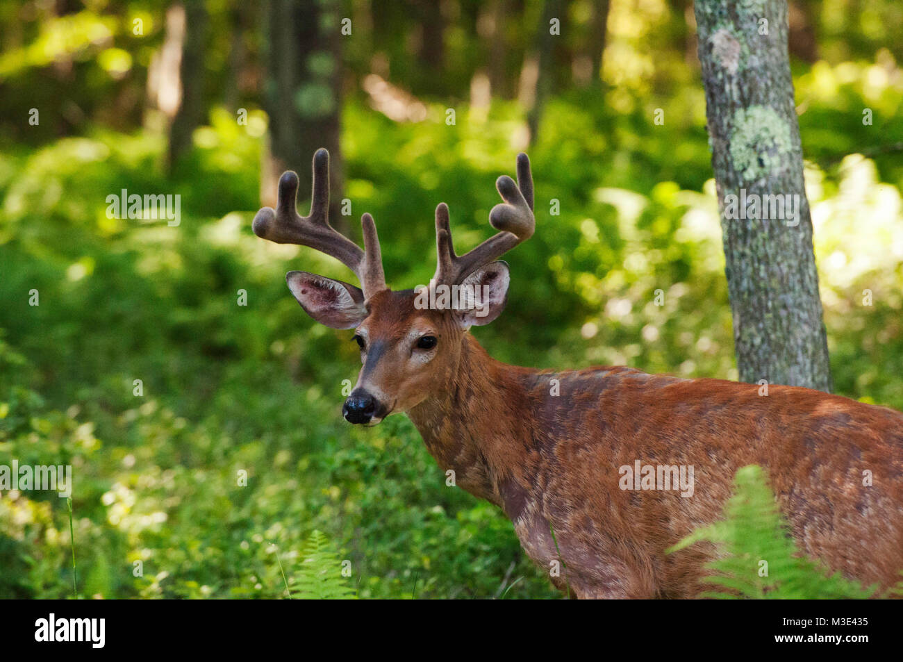 Whitetail Buck Deer with Velvet Covered Antlers in the Woods of Pennsylvania Stock Photo