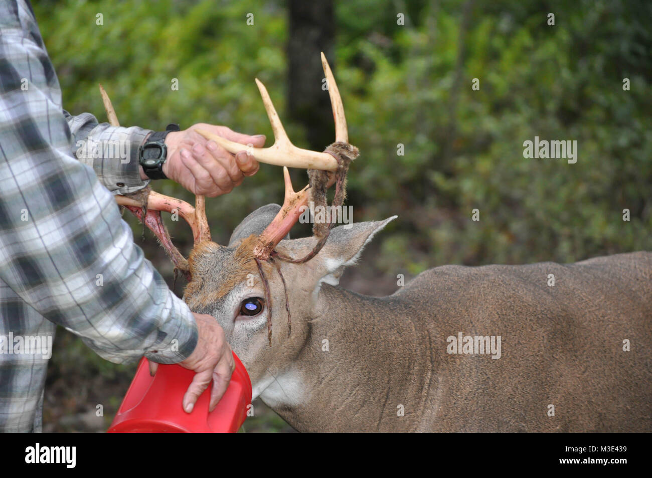 Shedding antlers hi res stock photography and images Alamy