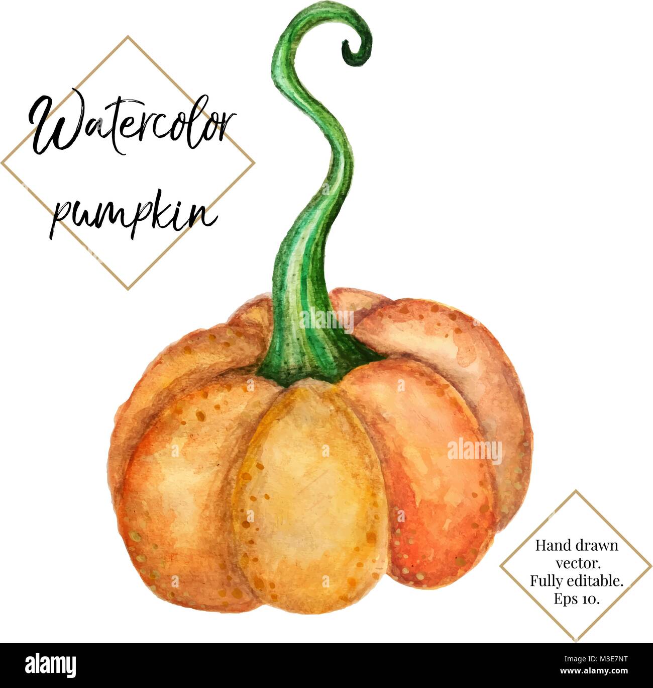 Vector watercolor pumpkin isolated on white background. Hand painted, hand drawn vegetable. Halloween, thanksgiving, autumn illustration for cards, label, invitation, web design. Stock Vector