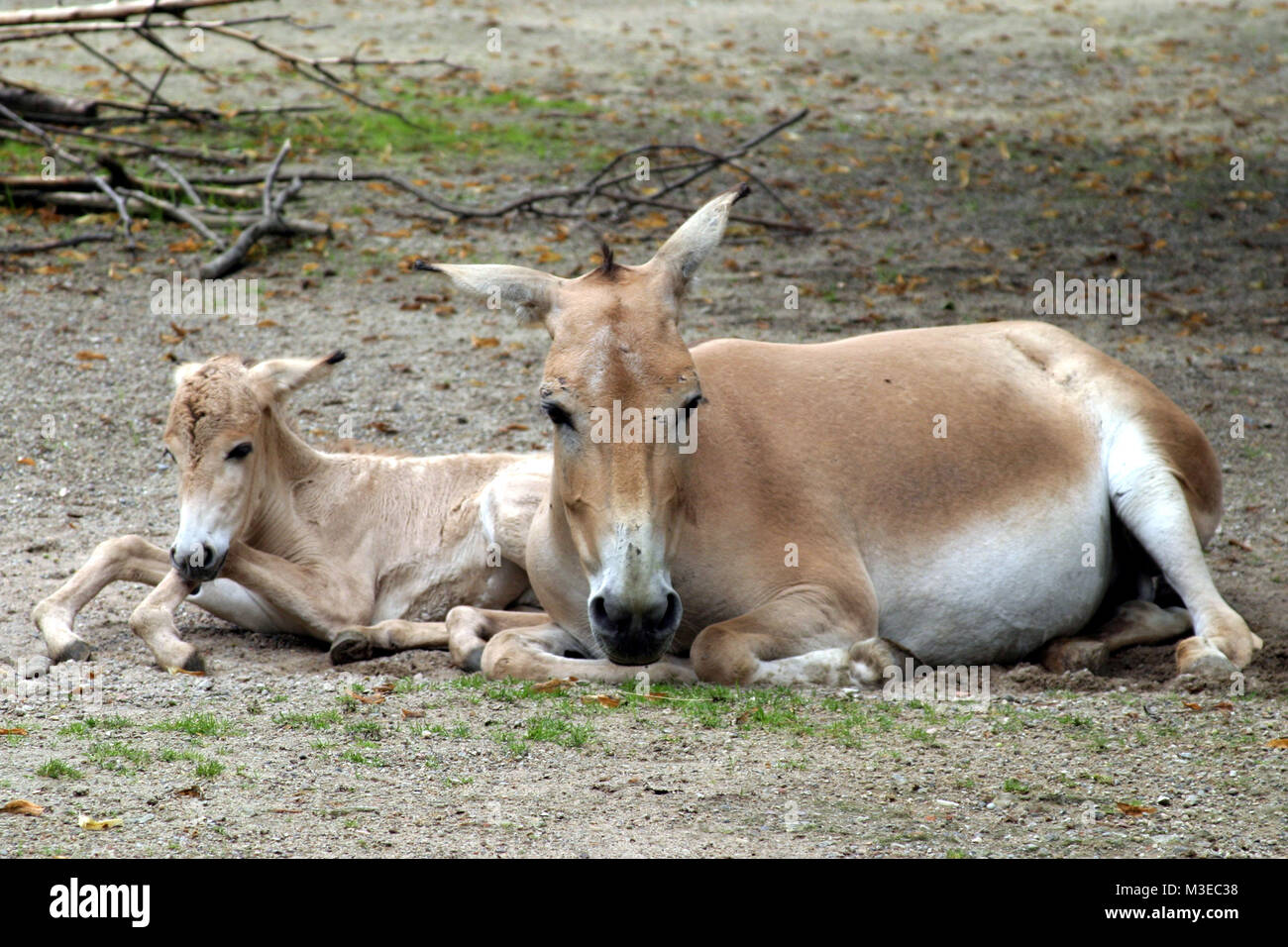 Hagenbecks Tierpark -   Onager Stock Photo