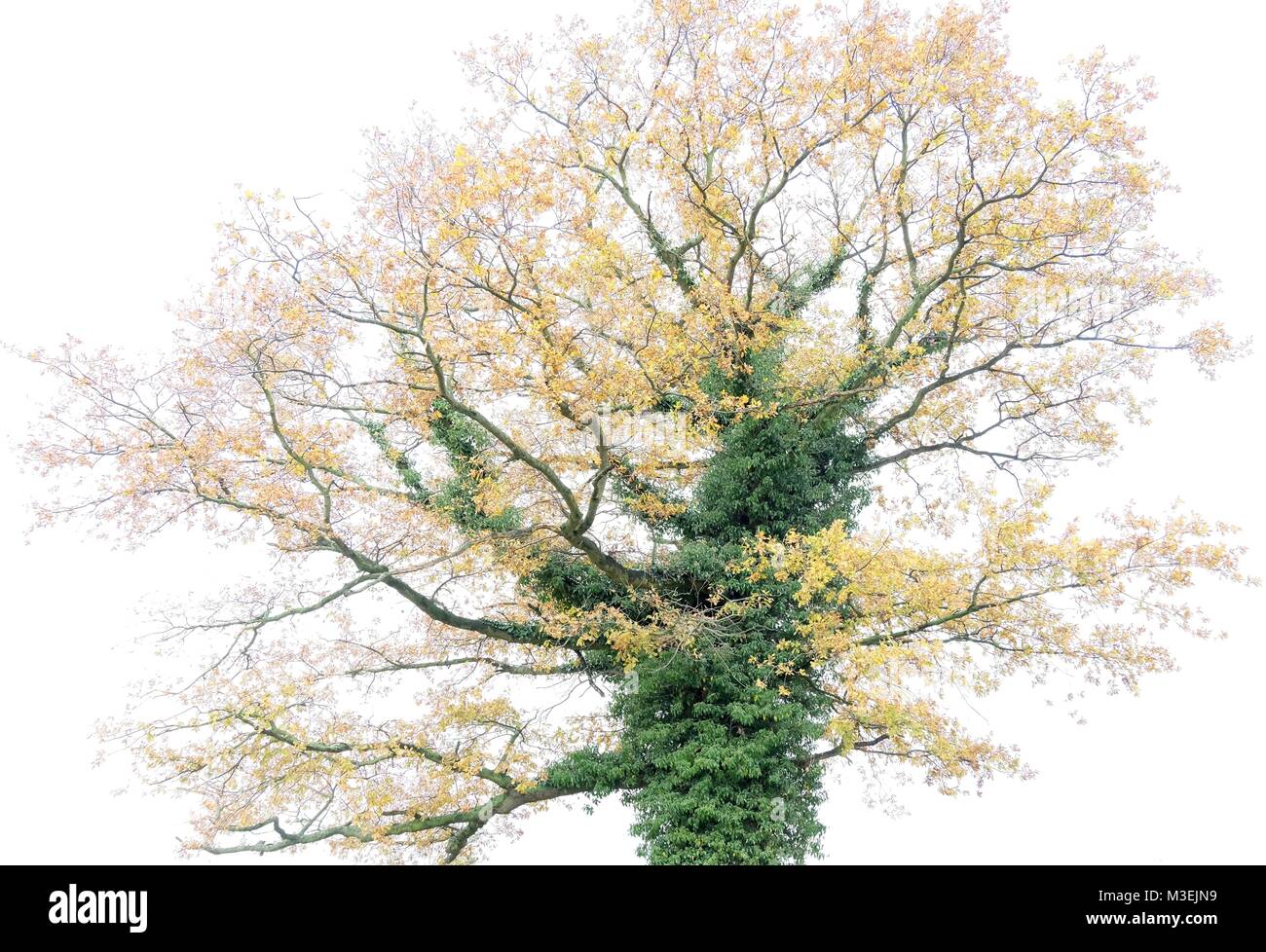 Beautiful, peaceful images of single trees in soft autumn colours ...