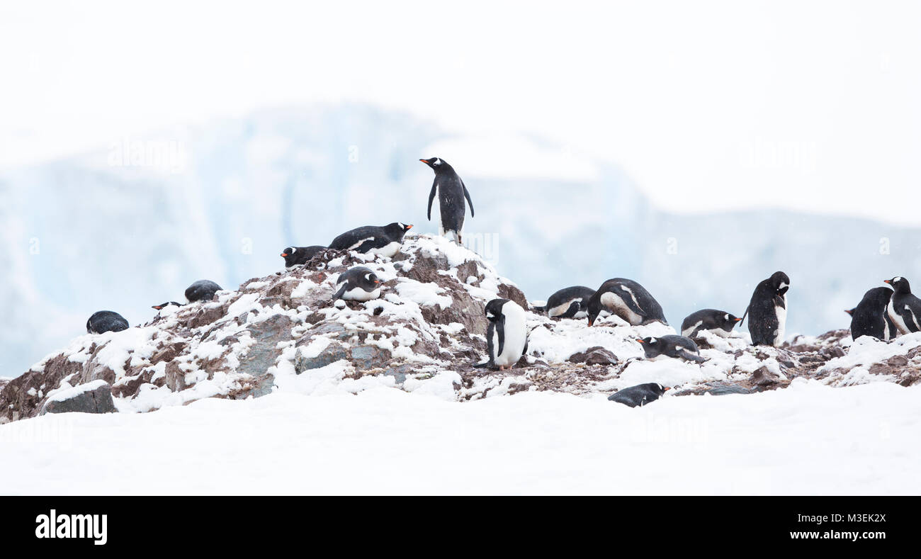 A lone gentoo penguin standing on top of the rookery at Neko Harbour, Antarctica. Stock Photo