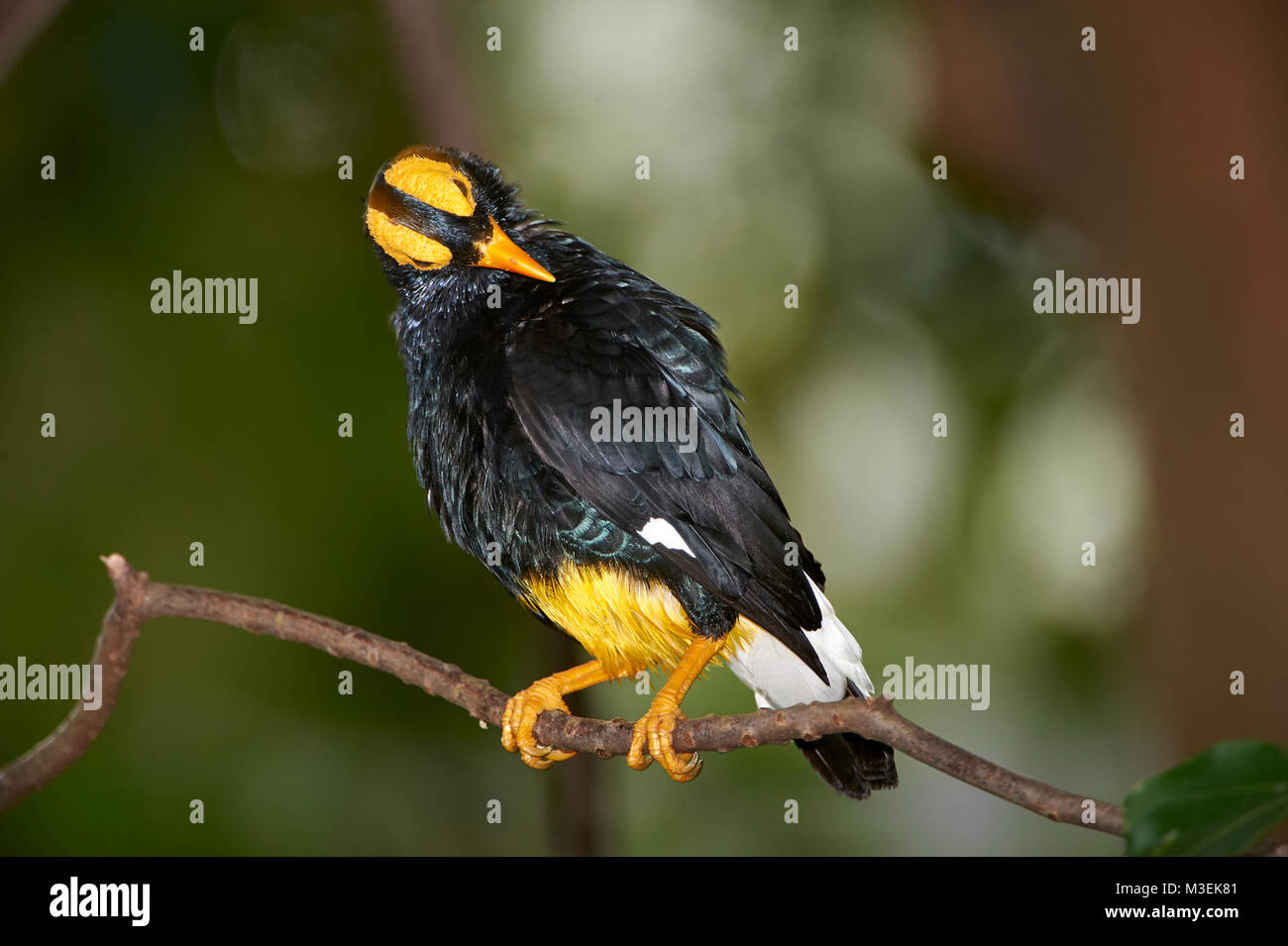 Yellow-faced Myna (Mino dumontii) perched on a branch Stock Photo